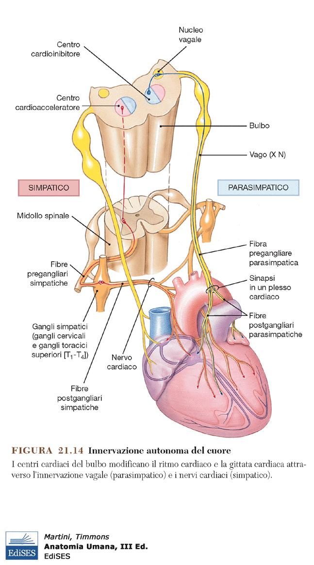 Innervazione del cuore Il cuore é innervato dal plesso cardiaco fibre parasimpatiche (nervo vago) fibre ortosimpatiche (tratti cervicale e toracico della catena