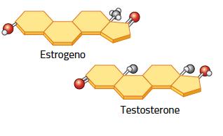 A partire dal colesterolo, le cellule producono gli steroidi, molecole con funzione regolatrice che