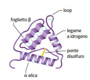 11. La struttura delle proteine /3 La struttura terziaria