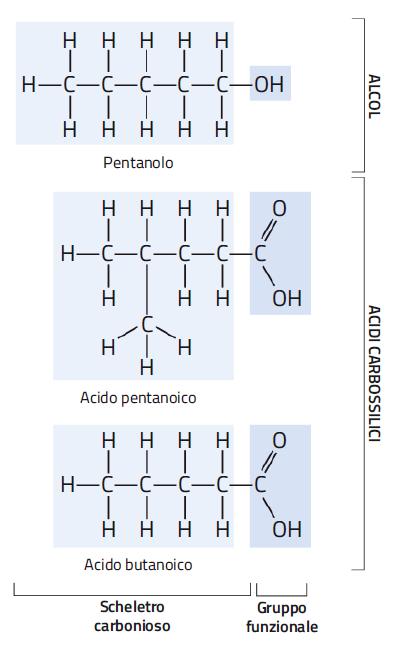 1. Le classi delle biomolecole Le biomolecole sono composti organici formati da: catene di atomi di carbonio, dette