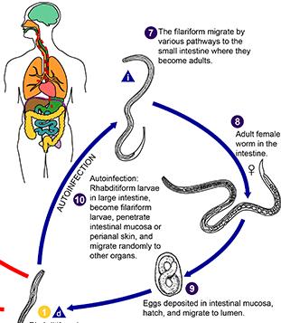 Strongyloides stercoralis 7. Attraverso il circolo sanguigno, le larve arrivano 5 Ciclo biologico al cuore e ai polmoni. Da qui, risalgono la trachea, per poi raggiungere l esofago e l intestino. 8.