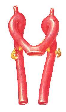 Le aorte primitive aorte primitive Tra il 21 e il 23 giorno si sviluppano due aorte primitive all estremità superiore del aorte dorsali a.
