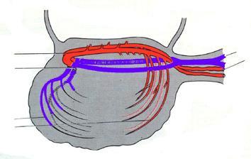 Raggiunta la parete posteriore del celoma, i due vasi si piegano e con il nome di aorte dorsali si dirigono verso l estremità caudale dell embrione a.