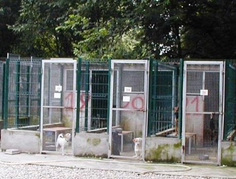 - attività di prevenzione del randagismo: controlli congiunti sulla corretta identificazione dei cani di proprietà, d intesa con le Amministrazioni Comunali; attivazione di UDA (Uffici Diritti degli