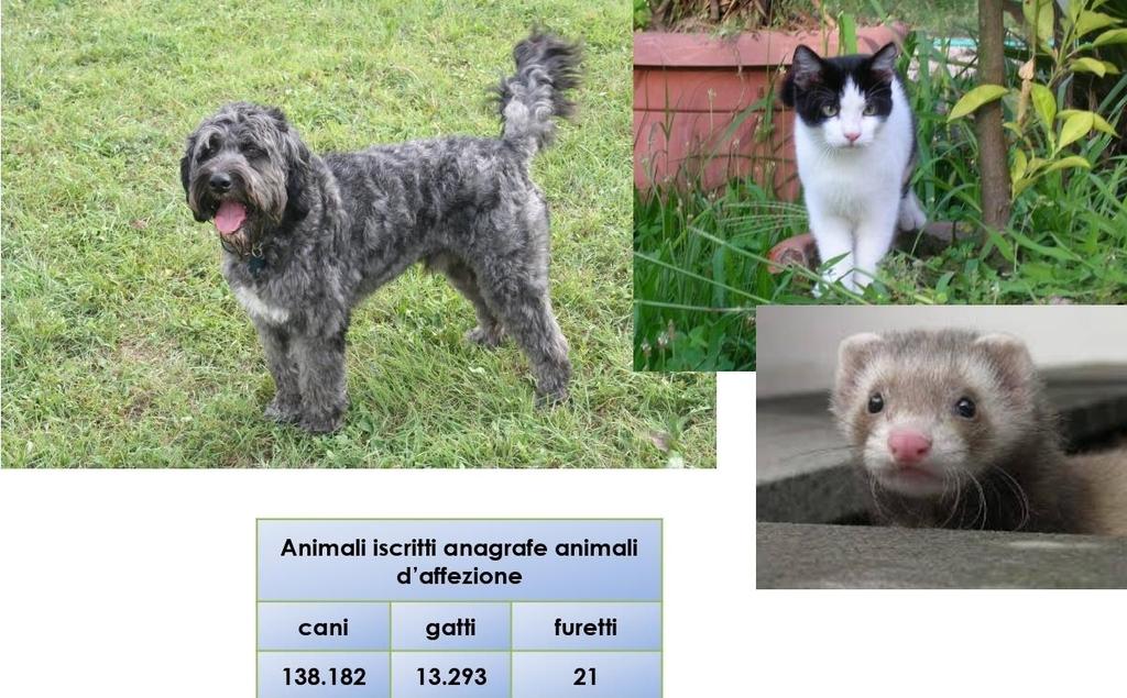 e, infine, lotta al randagismo e tutela degli animali da compagnia I dati che vi abbiamo illustrato provengono dalle banche dati regionali (BDR, SIVI, AAA): in esse vengono registrati tutte le