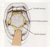 Tonsille Le tonsille (conosciute anche con il nome di amigdale, per la loro forma ovoidale simile a quella di una mandorla) sono organi linfoghiandolari presenti nel cavo orale, parzialmente visibili
