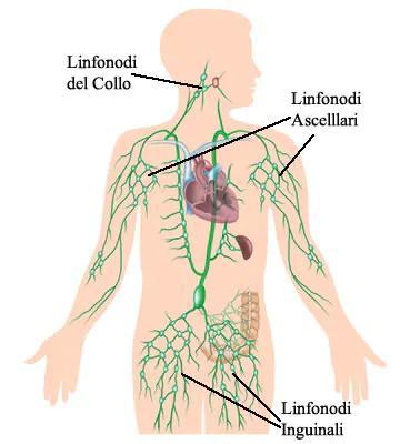 Linfonodi l linfonodi sono organi linfoidi periferici, di forma ovoidale, situati lungo il decorso di vasi linfatici drenanti i tessuti.