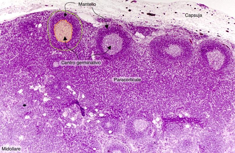 Nel parenchima si distinguono tre regioni : 1.Corticale con numerosi linfociti B organizzati in follicoli.