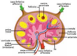 Circolazione della linfa nei linfonodi La linfa che arriva dall esterno, attraverso i vasi linfatici afferenti, permea tutto il parenchima del linfonodo e, nell attraversarlo,