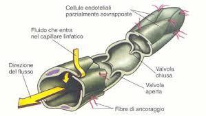 I vasi linfatici I vasi linfatici formano un sistema aperto e a senso unico (unidirezionale) che parte dai capillari linfatici, i quali raccolgono l eccesso di liquido interstiziale e lo convogliano