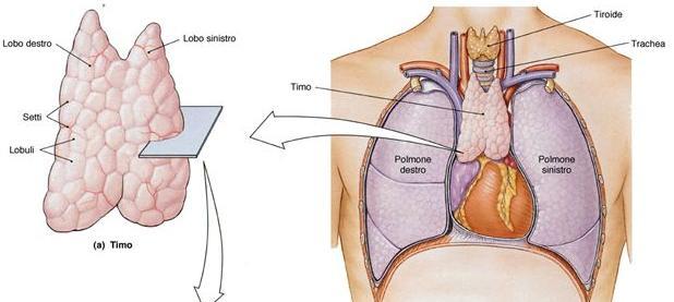 Il Timo Il timo è un organo situato nel mediastino anteriore e, per una piccola parte, nel collo.