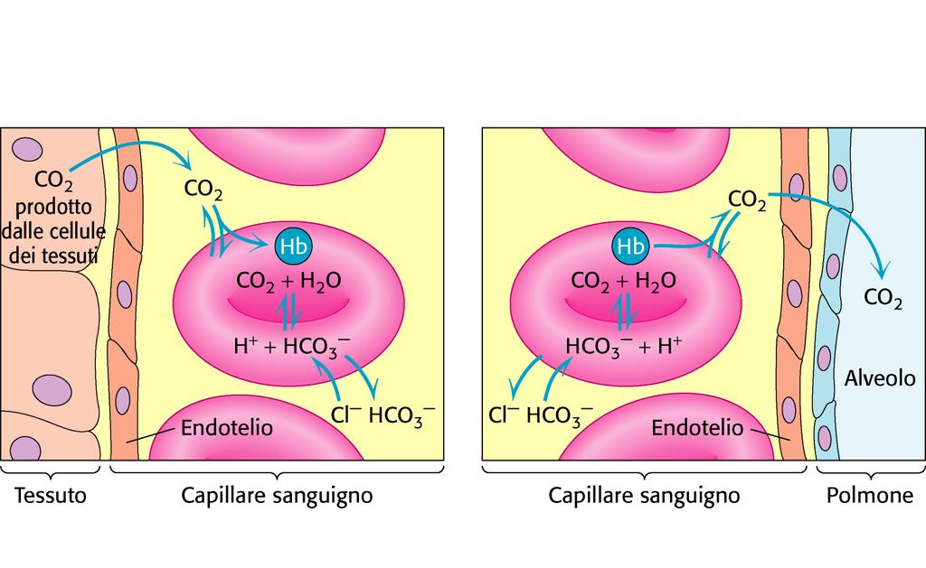 Berg et al., BIOCHIMICA 