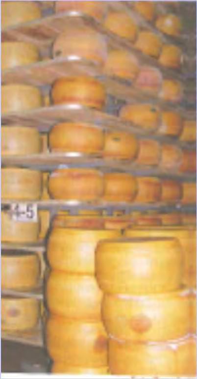 Andamento indicizzato produzione Parmigiano-Reggiano 160 140 120 100 80 60 40