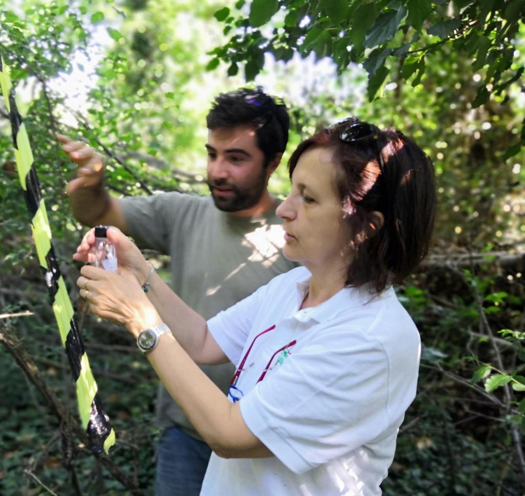 Le possibilità di lotta biologica Sperimentazione a Modena 2016 insieme a CREA-DC con