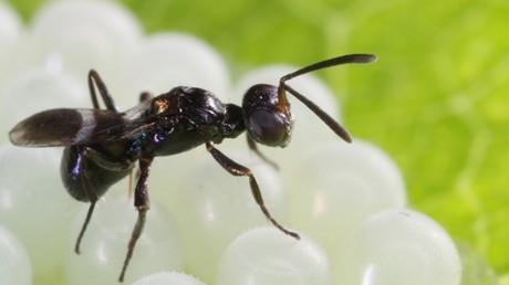 telenomicida Sperimentazioni a Modena e in Romagna 2018 e 2019 con la specie autoctona