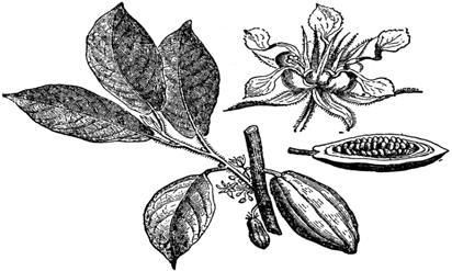 chuculati Mars a pone disponibel biyon dollar Mericano pa haci esaki posibel. E cientificonan ta trata na manipula naturalesa geneticamente pa crea un mata cu ta resistente na secura y na malesa. 7.