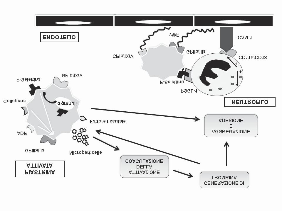 molecole di adesione sulla membrana piastrinica (GPIb, GPIIb-IIIa, GPIV e GPVI), un difetto acquisito da storage pool e un metabolismo alterato dell acido arachidonico, suggestivi nel loro complesso