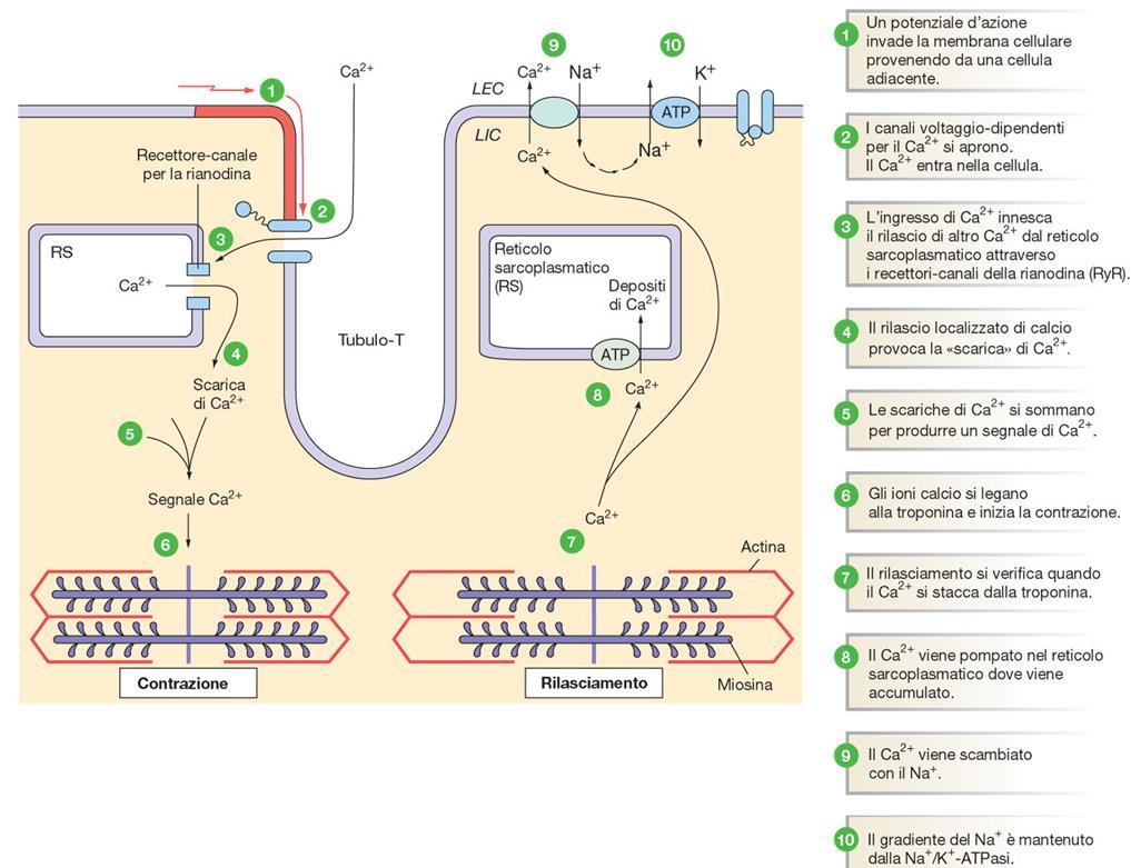 Accoppiamento eccitazione-contrazione SERCA, sacoplasmic-endoplasmic reticulum Ca++ ATPase (riaccumula il Ca nel reticolo).