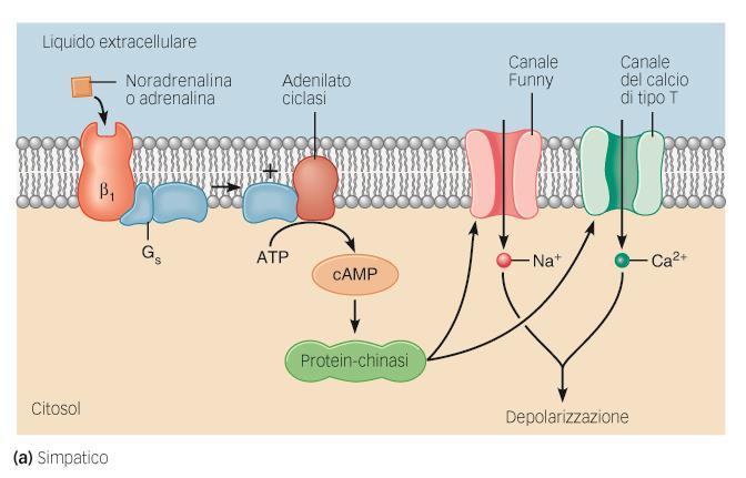 Innervazione cardiaca Il cuore è innervato dal sistema nervoso simpatico e parasimpatico Effetti dell innervazione ortosimpatica (noradrenalina, rilasciata dal sistema nervoso simpatico o adrenalina,