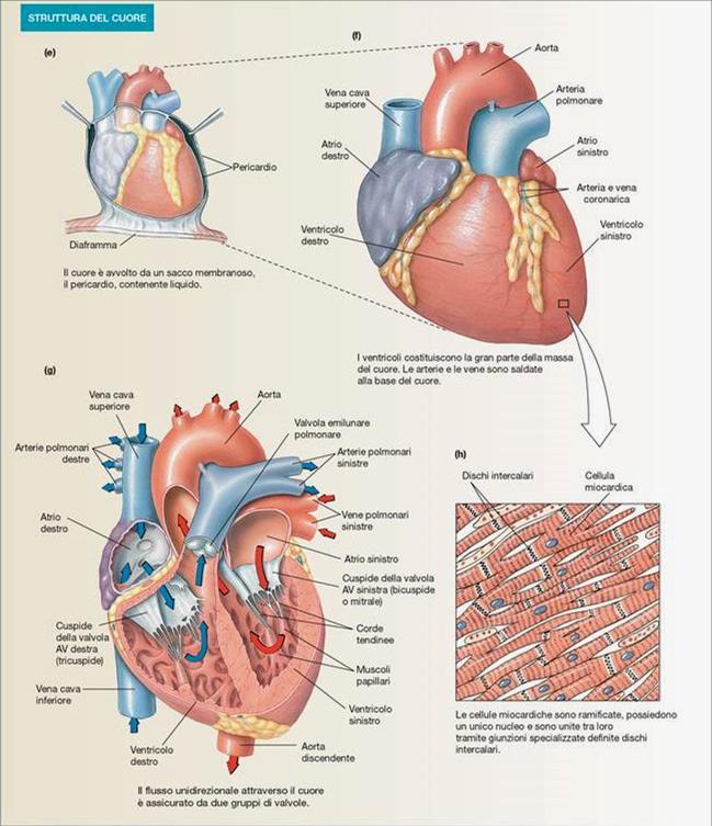 Il cuore è un muscolo avvolto in un sacco membranoso detto pericardio.