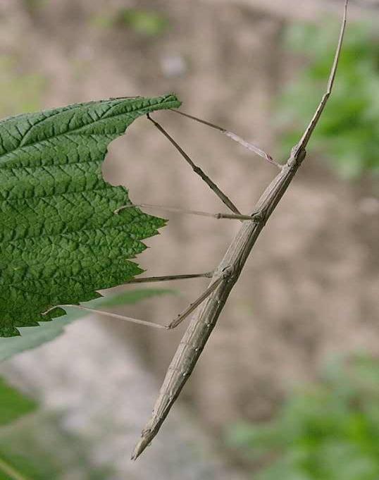 CLASSE INSECTA Abbondanti negli ecosistemi complessi Essenziali