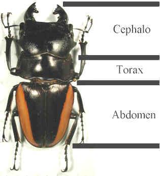 Caratteri distintivi degli Insetti Esa-poda ovvero In-secta oppure En-toma Principale carattere distintivo rispetto al resto degli Artropodi è il numero