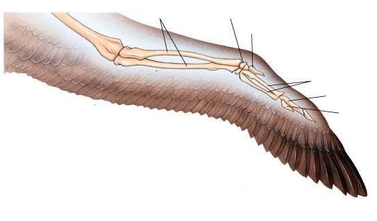 Le ali dei vertebrati Non esiste omologia tra le ali degli insetti e quelle di uccelli e pipistrelli!