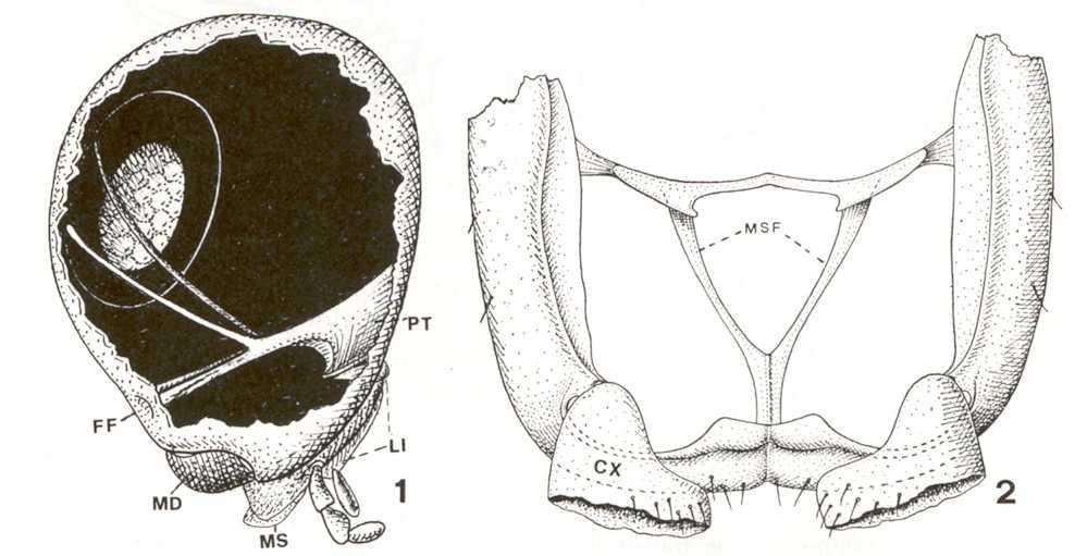 Braccio dorsale Endoscheletro Introflessione del tegumento bracci anteriori