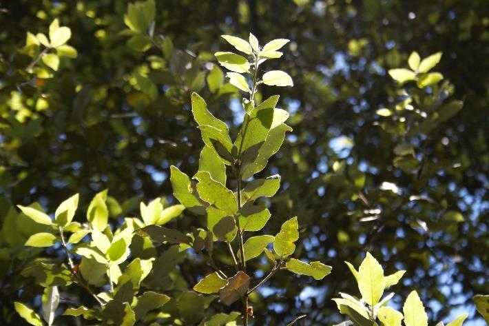 GESTIONE ATTIVA DEL BOSCO