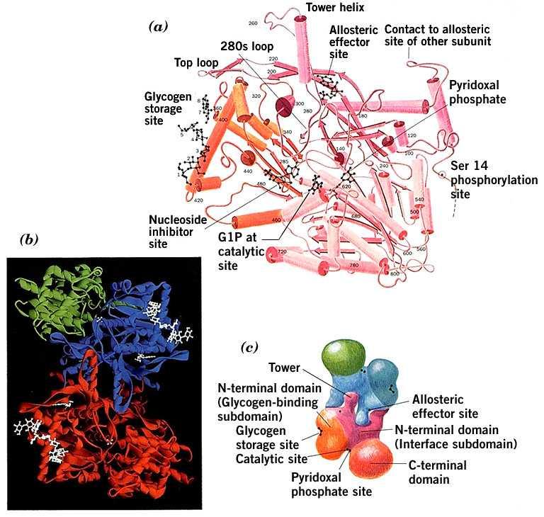 glicogeno fosforilasi regolazione con modificazione covalente Fosforilasi a +P