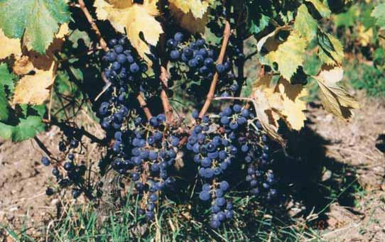 Foto 1 - Grappoli d uva Tintilia Fig.