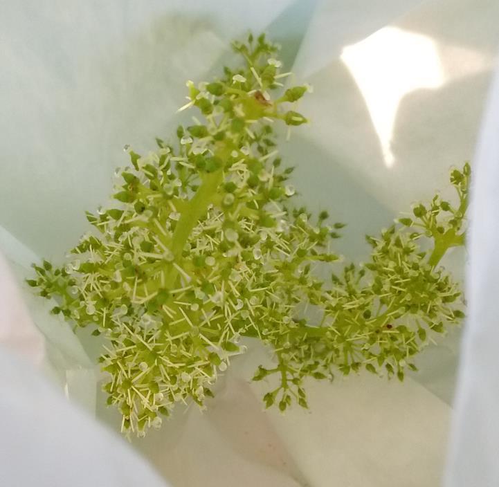Gris, Soreli 2018: Calardis blanc, Cabernet