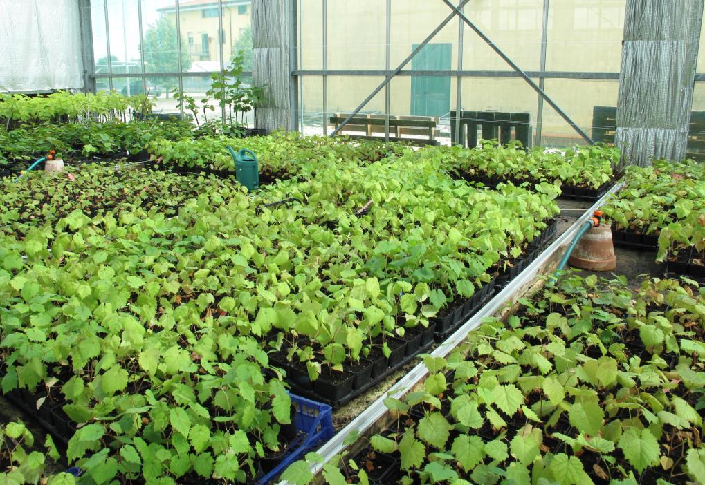 vinaccioli germinati 3000 piante