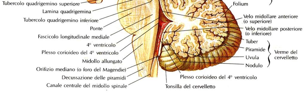 (epifisi, nuclei