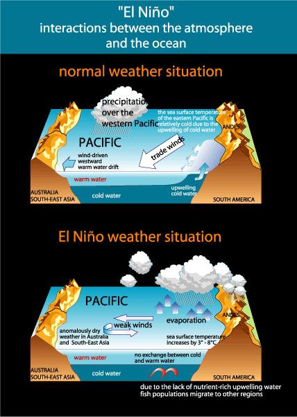 Circolazione Atmosferica Equatoriale Condizione ENSO Negli anni normali il forte gradiente di temperatura superficiale (freddo a est caldo a ovest) nel Pacifico equatoriale è accompagnato da forti