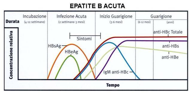 HBV - DIAGNOSI Si ricercano i prodotti virali (gli antigeni, che riflettono la complessità strutturale