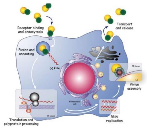 HCV - CICLO REPLICATIVO 1. ATTACCO e INGRESSO: HCV si lega alla cellula in corrispondenza di un recettore (tetraspanina) ed internalizza per endocitosi. 2.
