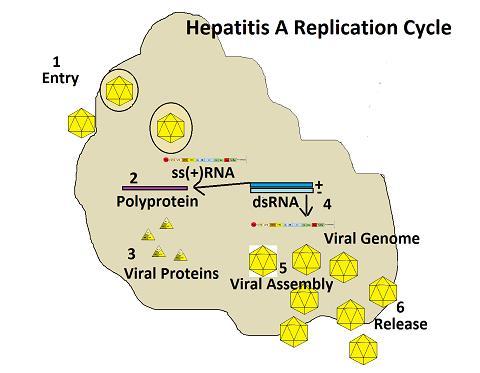 HAV - CICLO REPLICATIVO 1.