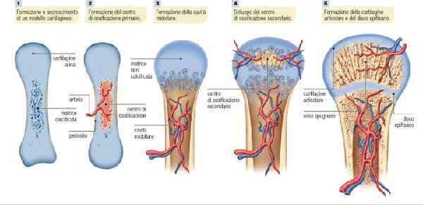 PROCESSI DI OSSIFICAZIONE Fino a circa 28 anni di età la cartilagine permane alle estremità delle ossa lunghe (tempo variabile a seconda di ciascun elemento scheletrico); ciò permette l accrescimento