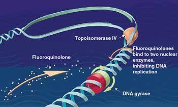 MECCANISMO D AZIONE - CHINOLONI INIBIZIONE DELLA DNA-GIRASI BATTERICA: TOPOISOMERASI II (GRAM-) (chinoloni e fluorochinoloni) TOPOISOMERASI IV (GRAM+) (fluorochinoloni) Topoisomerasi IV