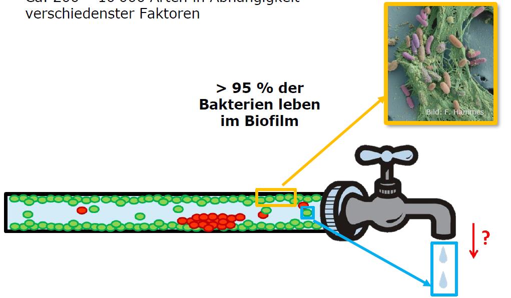 Biofilm > 95% dei batteri vivono nei biofilm I biofilm quale bacino per i batteri