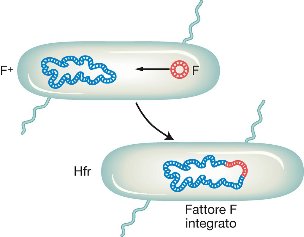 oniugazione La frequenza di trasmissione del fattore F, quindi di ricombinazione, con questo tipo di coniugazione è molto bassa Talvolta però il fattore F può integrarsi nel cromosoma batterico da