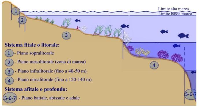 carbonatiche che accrescendosi realizzano delle vere e proprie costruzioni organiche permanenti, dette