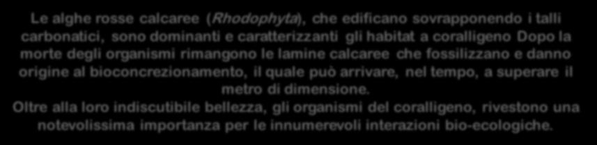 Le alghe rosse calcaree (Rhodophyta), che edificano sovrapponendo i talli