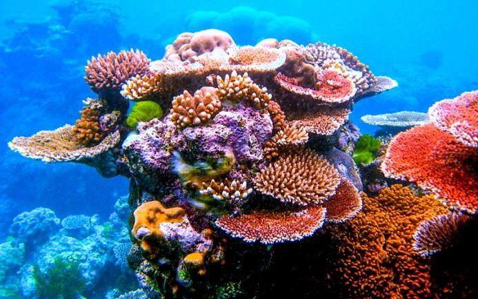 Un esempio di vistose biocostruzioni sono le barriere coralline tropicali (reefs),