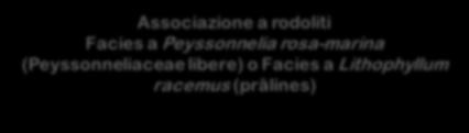 Quindi i letti a rodoliti / mäerl sono caratterizzati dall accumulo sul substrato di