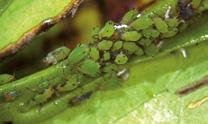 Afidi Acari Gli afidi sono piccoli insetti che nel periodo primaverile è possibile osservare sotto forma di colonie a livello della pagina inferiore delle giovani foglie.