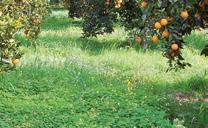 ERBE INFESTANTI Vari Diserbo Clorosi ferrica Una corretta gestione dell inerbimento del frutteto è la pratica fondamentale per poter garantire un ottimale sviluppo vegetativo della pianta, limitando