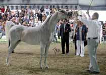 vered and wonderfully presented by Paolo Capecci and owned by the now famous Tripodi Arabians stud, provided a breathtaking show which made her deserve