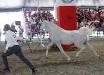 Arabians e Katane Arabians primo nella categoria puledri di due anni.